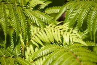 Tree fern leaves - Whangarei Photography