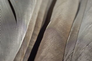 Kereru feathers closeup - diagonal - Whangarei Photography