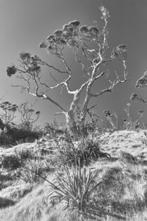 Pohutukawa - monochrome - Whangarei Photography