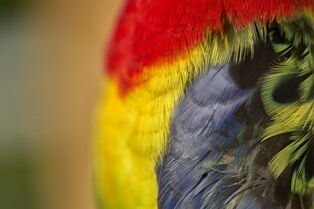 Rosella feathers - Whangarei Photography