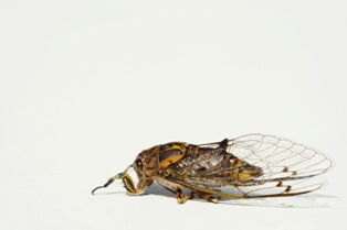Cicada isolated - Whangarei Photography