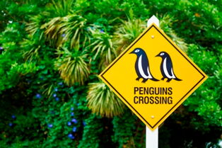 Penguins Crossing - Whangarei Photography