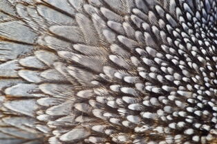 Quail feathers - Whangarei Photography