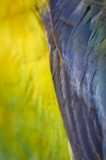 Rosella feathers - portrait - Whangarei Photography