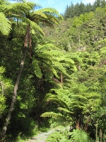 Subtropical Quarry Garden Loop Walk