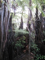 Subtropical Quarry Garden Loop Walk