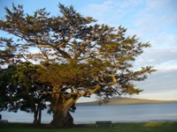Devonport_Tree2.JPG