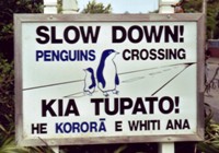 penguincrossing