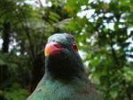 kereru_web.jpg