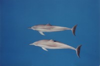 Whitsunday Dolphins