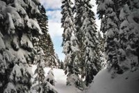 snowshoeforest