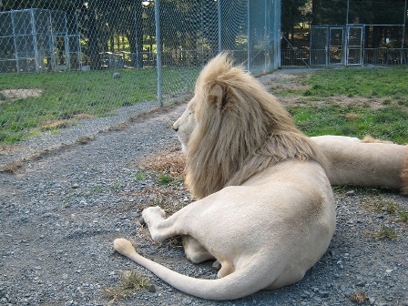 Whangarei Lion Park