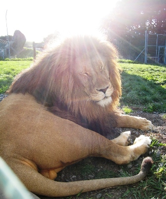  Barbary Lion (Whangarei Lion Park)