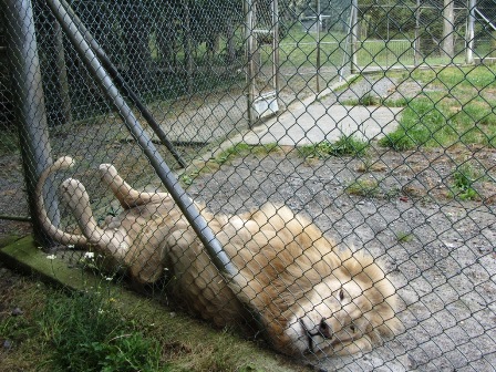 Lazy day at the office: Whangarei Lion Park