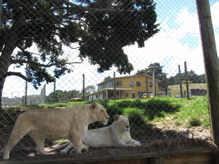 White Lions - guess who lives here? (Whangarei Lion Park)