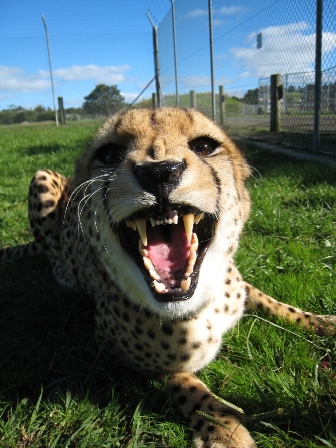 Cheetah (Whangarei Lion Park)