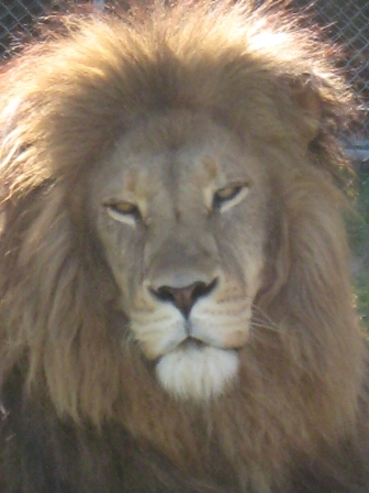 Whangarei Lion Park