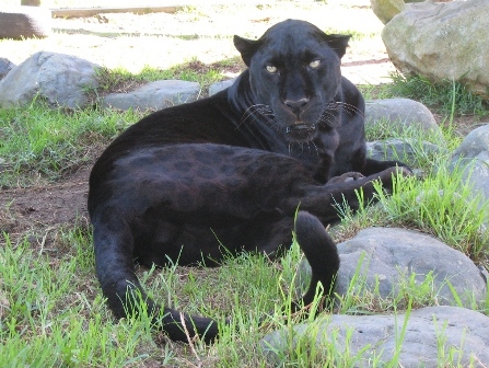  Black Leopard (Whangarei Lion Park)