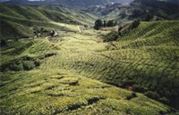 cameronfields