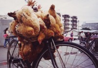 chinachick