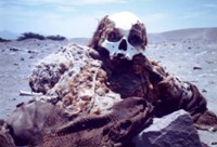 nascaskull