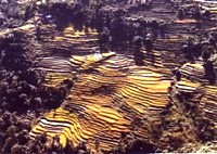 phedi